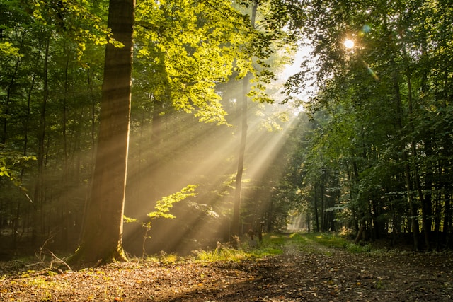 Sunlight filtering through trees in a peaceful natural setting
